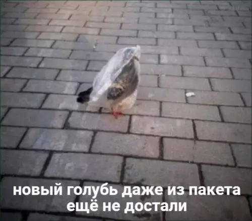 Смешная картинка №822666 голуби