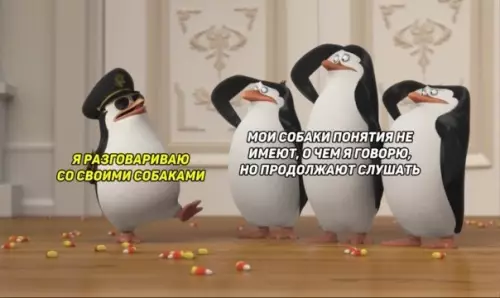 Твои собаки тебя понимают? 😂🐧 - Я РАЗГОВАРИВАЮ СО СВОИМИ СОБАКАМИ МОИ СОБАКИ ПОНЯТИЯ НЕ ИМЕЮТ,