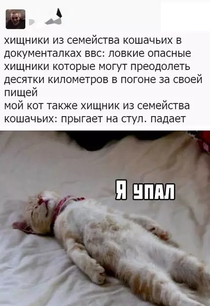 Смешная картинка №380068