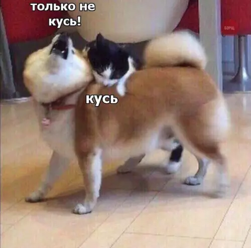 Смешная картинка №215045