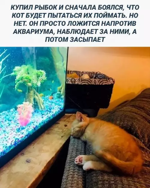 Смешная картинка №696384
