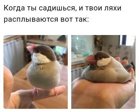 Смешная картинка №241253