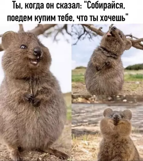 Смешная картинка №518774