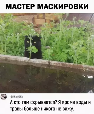 Смешная картинка №667304 Ктo тaм? 👀 коты