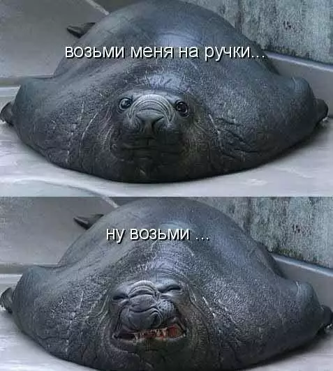 Смешная картинка №216381