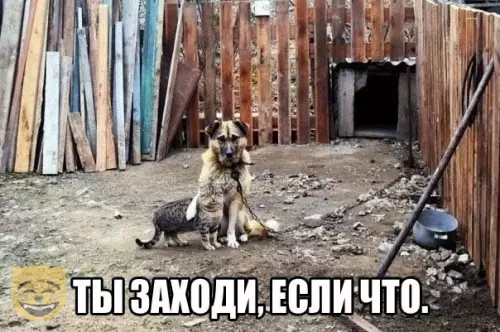 Смешная картинка №480945 #приколы #картинки #мемы ?