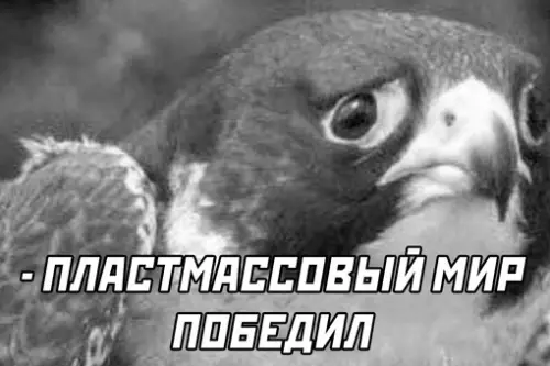 продолжение Смешная картинка №658440