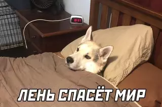 продолжение Смешная картинка №626618
