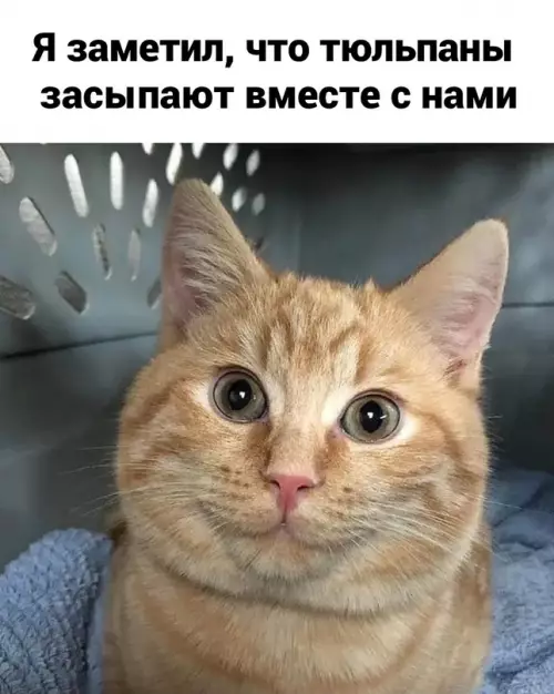 Смешная картинка №656533