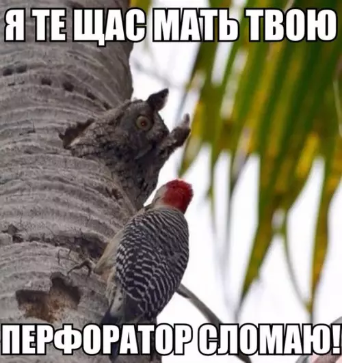 Смешная картинка №252689 Когда твой сосед - типичный дятел