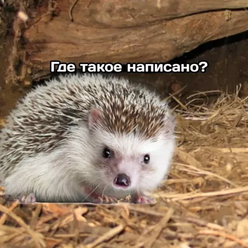 продолжение Смешная картинка №589472 The Norka