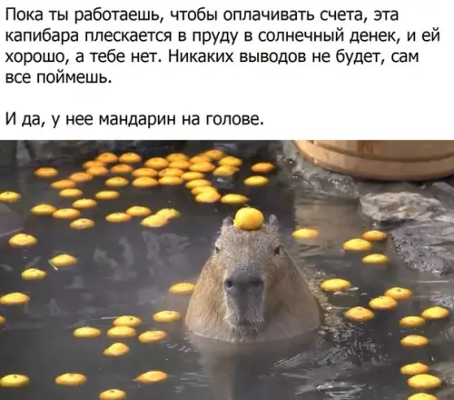 Смешная картинка №441585