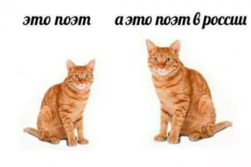 Кот vs Кот в России 🐱🇷🇺 - это поэт а это поэт в россии