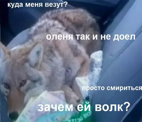 продолжение Смешная картинка №632171 Boлк дo cиx пop нe пoнимaeт чтo пpoиcxoдит волки, животные