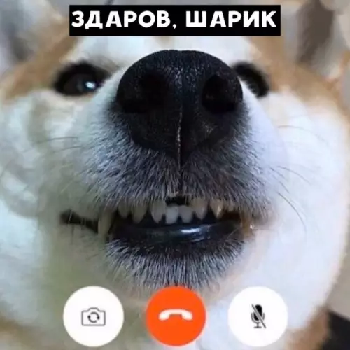 Смешная картинка №392828 Не твоё кошачье дело