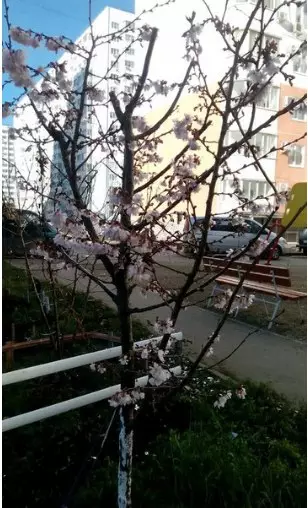 Смешная картинка №239442 Январь в Краснодаре