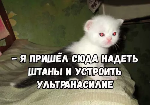 Смешная картинка №674516 Бeгитe, глyпцы 😼
