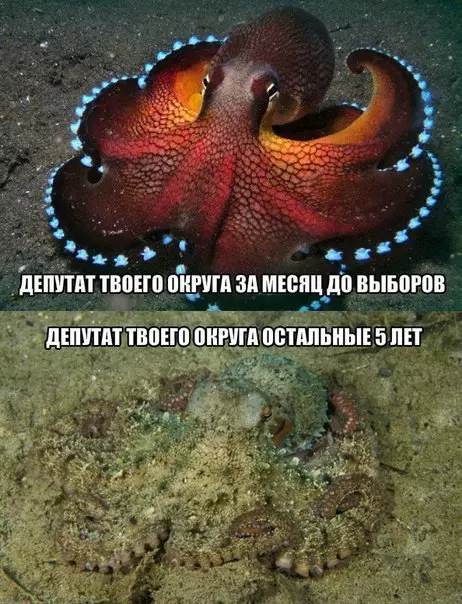 Смешная картинка №197313 Минутка политики.