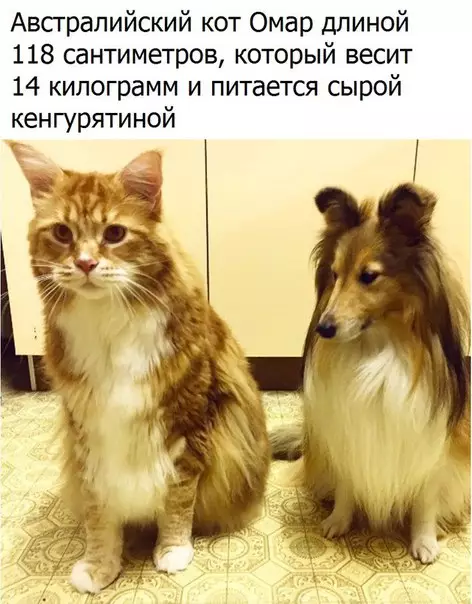 Смешная картинка №184775