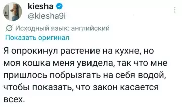 Когда ты слишком честный для этого мира 😂 - Я опрокинул растение на кухне, но моя кошка меня увидела,
