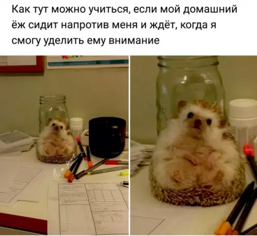 Смешная картинка №241191