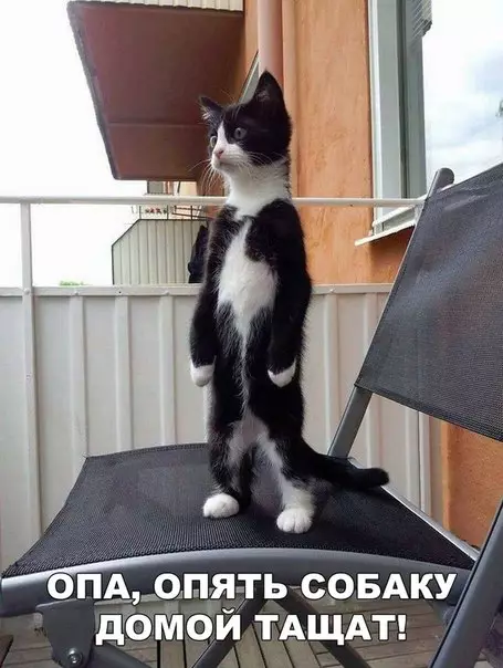 Смешная картинка №204780 кошки, собаки, животные