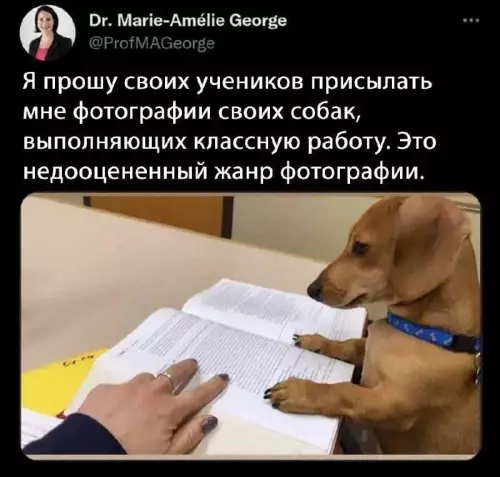 Смешная картинка №738287 Собаки