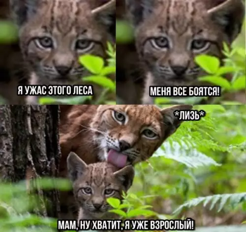 Смешная картинка №293277