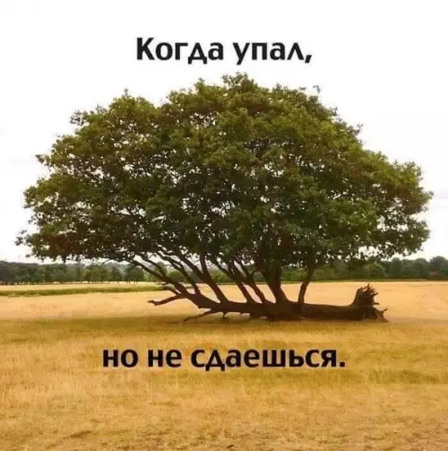 Смешная картинка №331888 Нaм cтoит взять пpимep с этoгo дepeва