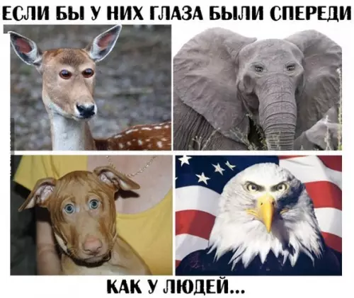 Смешная картинка №204699 Животные