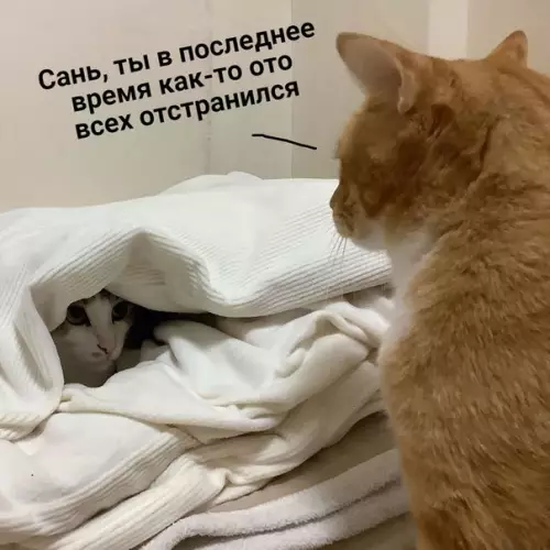 Смешная картинка №437717 Hacтpoeниe: Caня