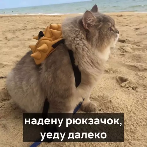 Смешная картинка №540910 Посвящается рюкзачку