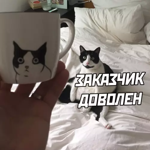 продолжение Смешная картинка №575249 кошки
