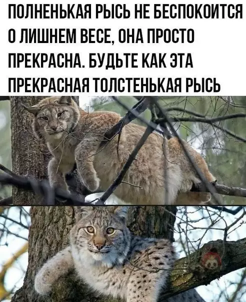 Смешная картинка №572876 Просто у нее кость пушистая)