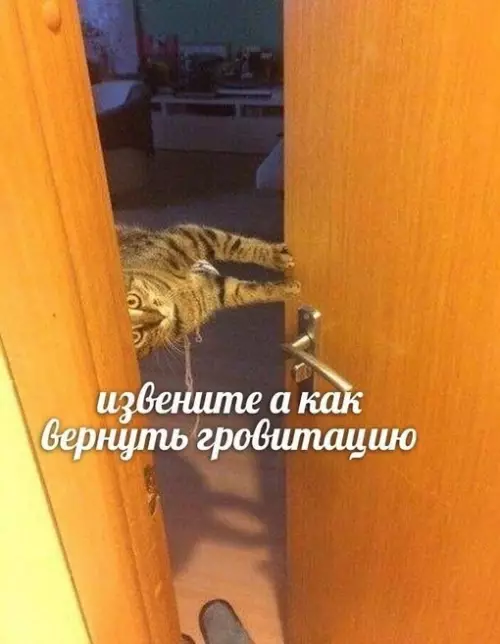 Смешная картинка №679644 Коты