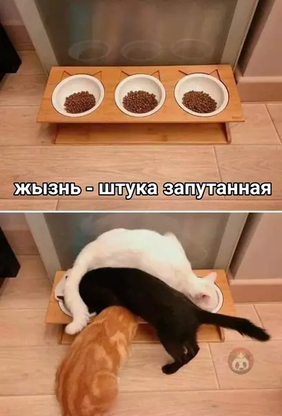 Смешная картинка №497238 Коты против системы