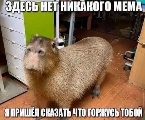Капибара-поддержка в твоей ленте 🐹✨ - ЗДЕСЬ НЕТ НИКАКОГО МЕМА Я ПРИШЁЛ СКАЗАТЬ ЧТО ГОРЖУСЬ ТОБОЙ