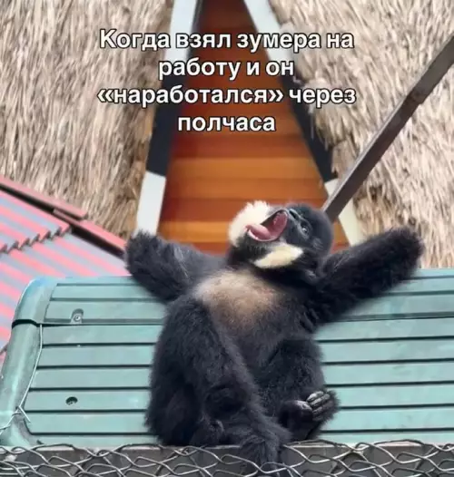 Зумер на работе — это просто 💀 - Когда взял зумера на работу и он наработался через полчаса