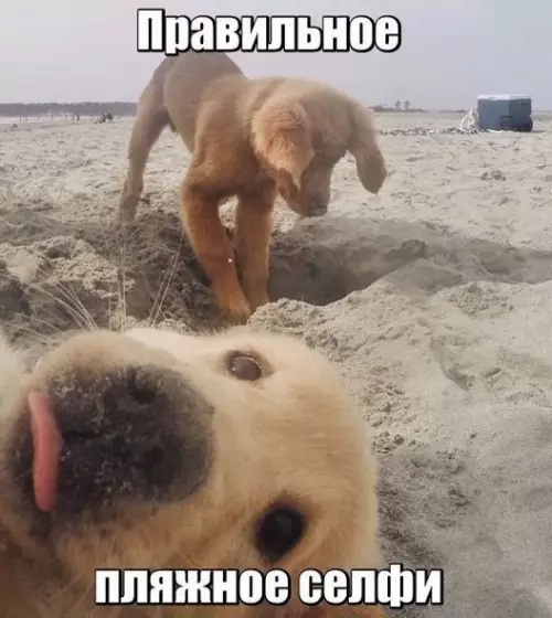 Смешная картинка №179734