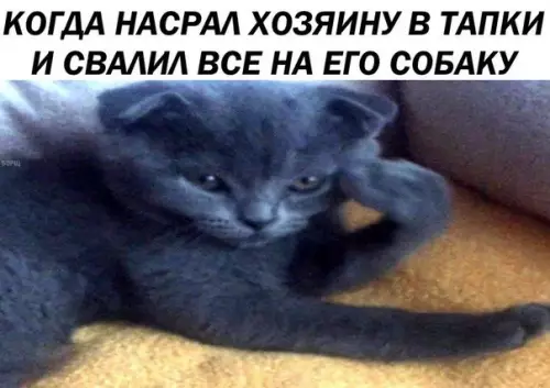Смешная картинка №221604