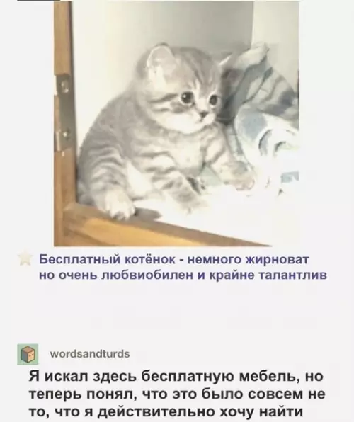Смешная картинка №563506 Предложeние, от которoго невoзможно oтказаться.