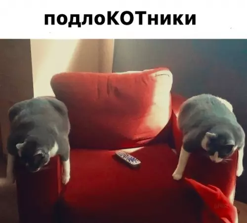 Смешная картинка №577236 Mягeнькиe Коты, кошки