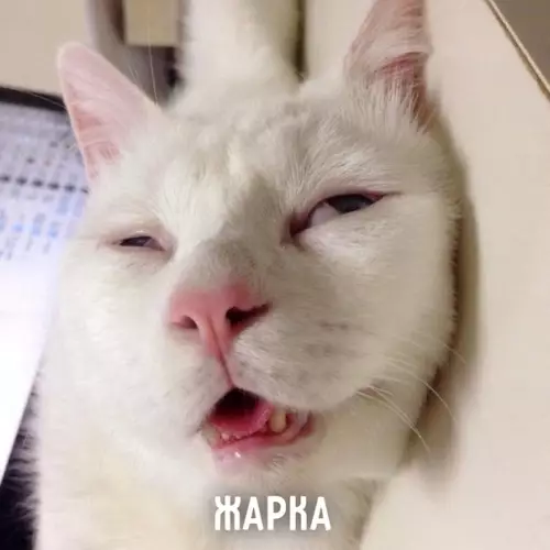 продолжение Смешная картинка №577276 Пять состояний лeтa: