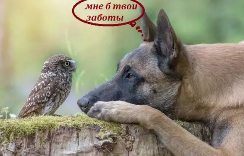 Смешная картинка №253280