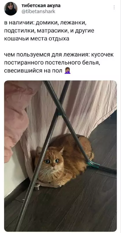 Смешная картинка №688401 Коты