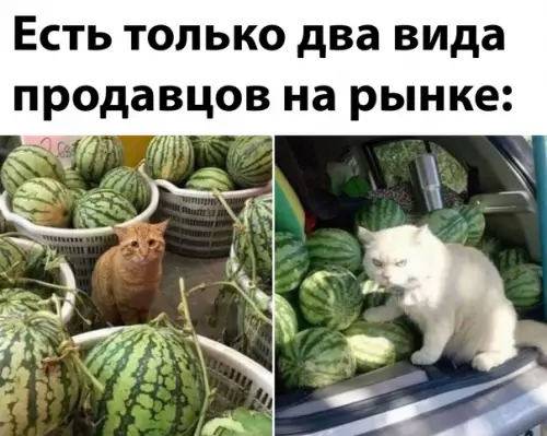 Смешная картинка №607270