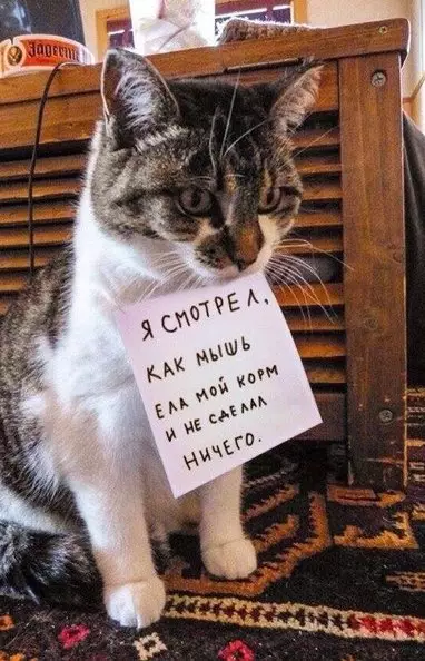 Смешная картинка №226280 коты