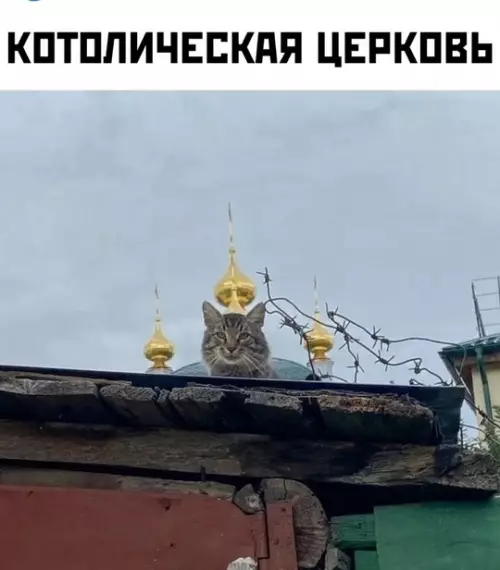 Смешная картинка №742102 Котолик Коты