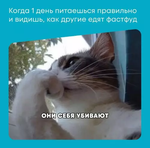 Твое лицо, когда перешел на ПП 🥗🐱 - Когда 1 день пытаешься правильно и видишь, как другие едят