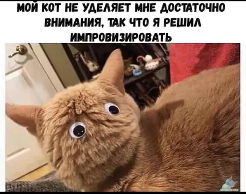 Смешная картинка №412891 коты